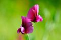 Chicharo(Lathyrus clymenum)-20032021